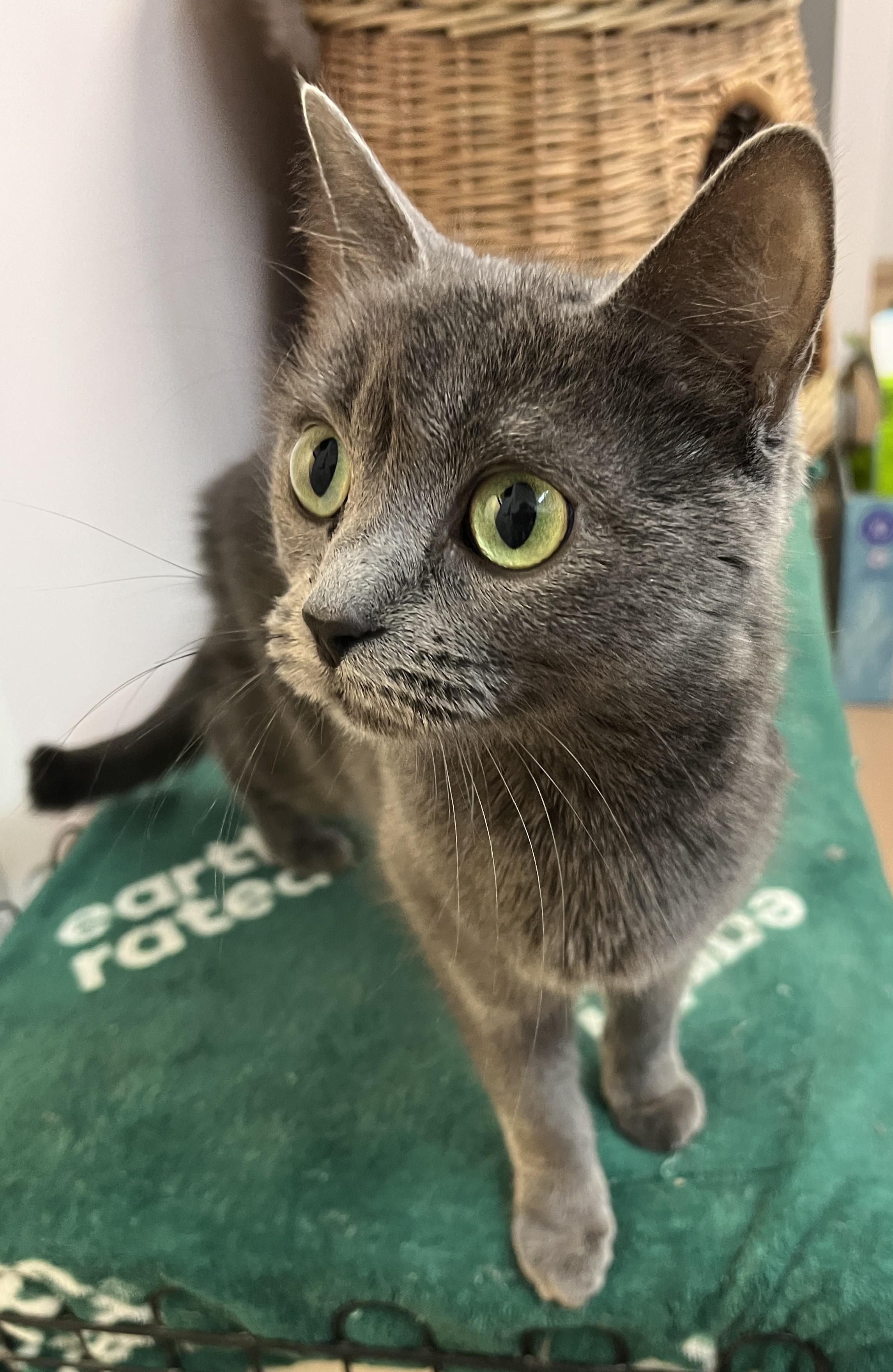 Enlarge POOKIE (CR/SC), a Adoptable mixed breed in Sainte-Angele-de-Monnoir, QC image 5/6