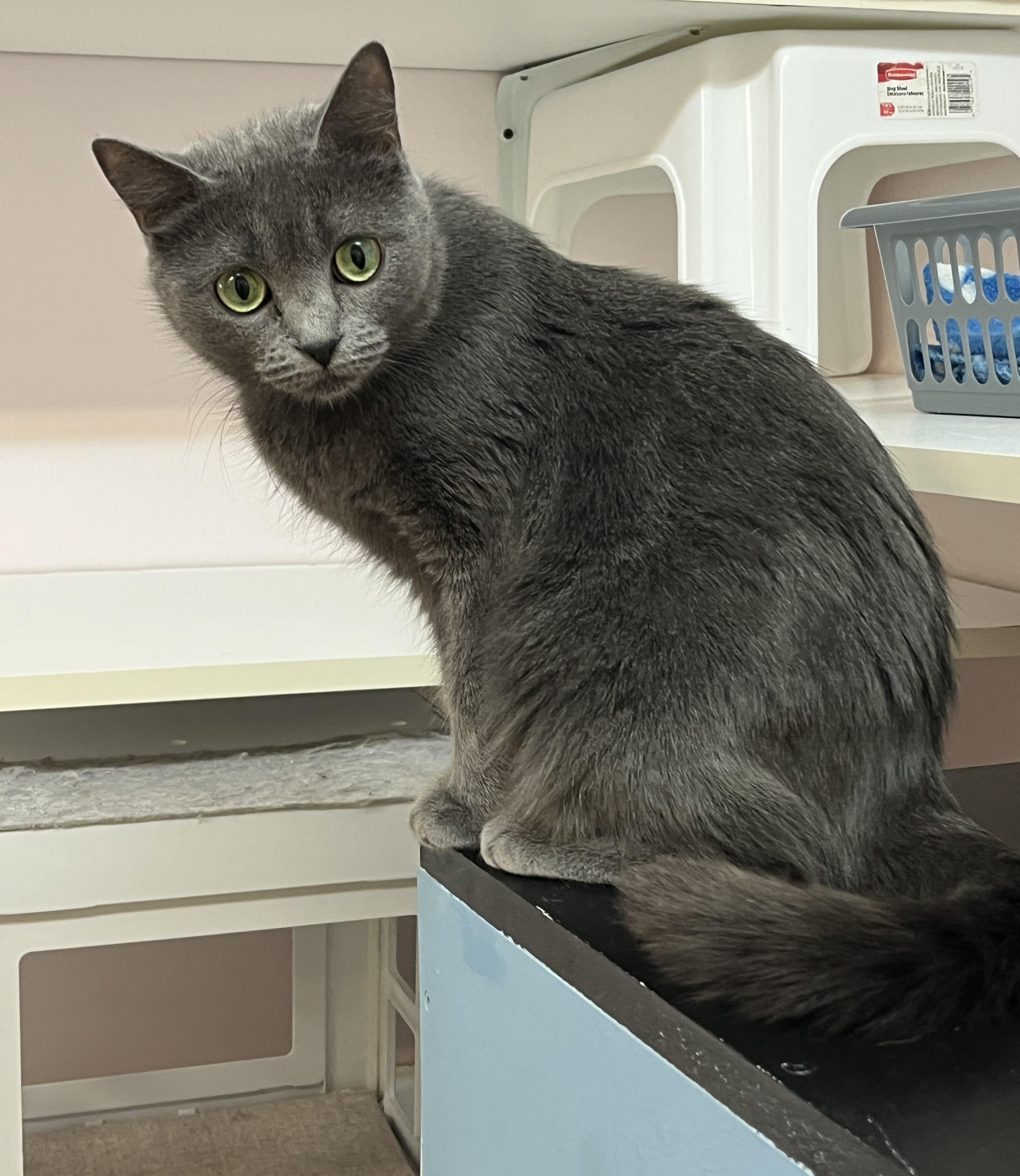 Enlarge POOKIE (CR/SC), a Adoptable mixed breed in Sainte-Angele-de-Monnoir, QC image 6/6