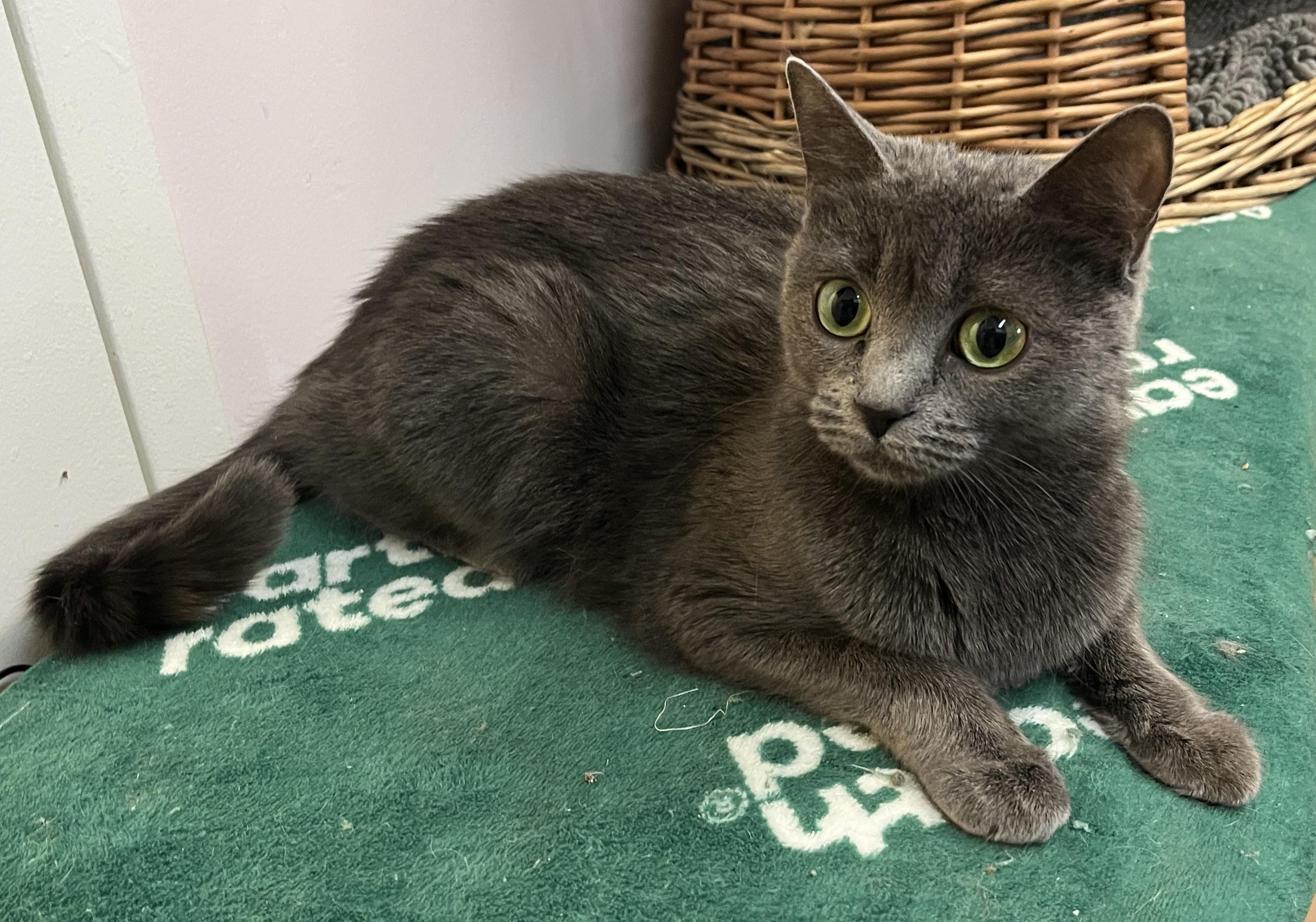 Enlarge POOKIE (CR/SC), a Adoptable mixed breed in Sainte-Angele-de-Monnoir, QC image 3/6