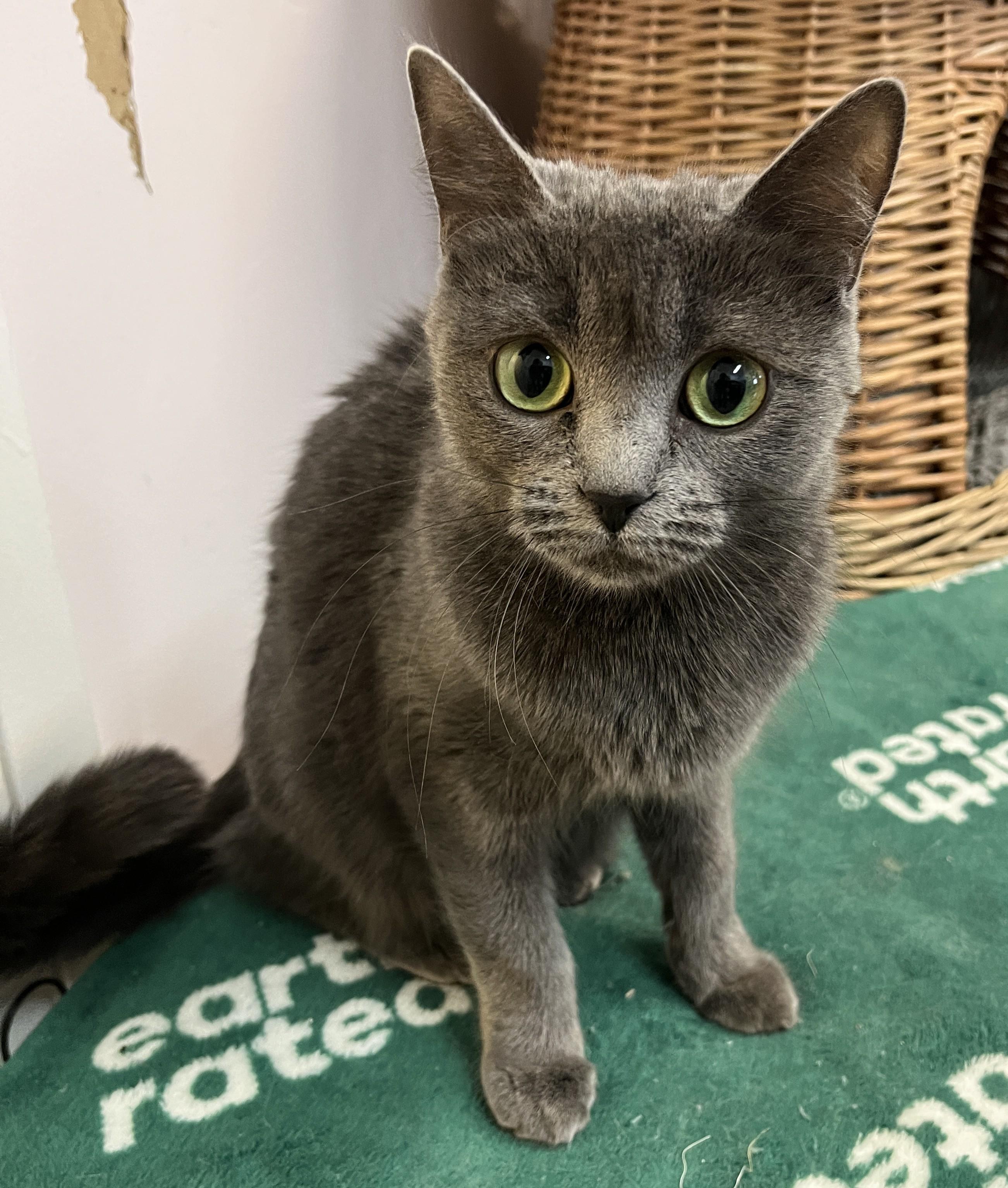 POOKIE (CR/SC), Adoptable, Young Female Chartreux & Domestic Short Hair.