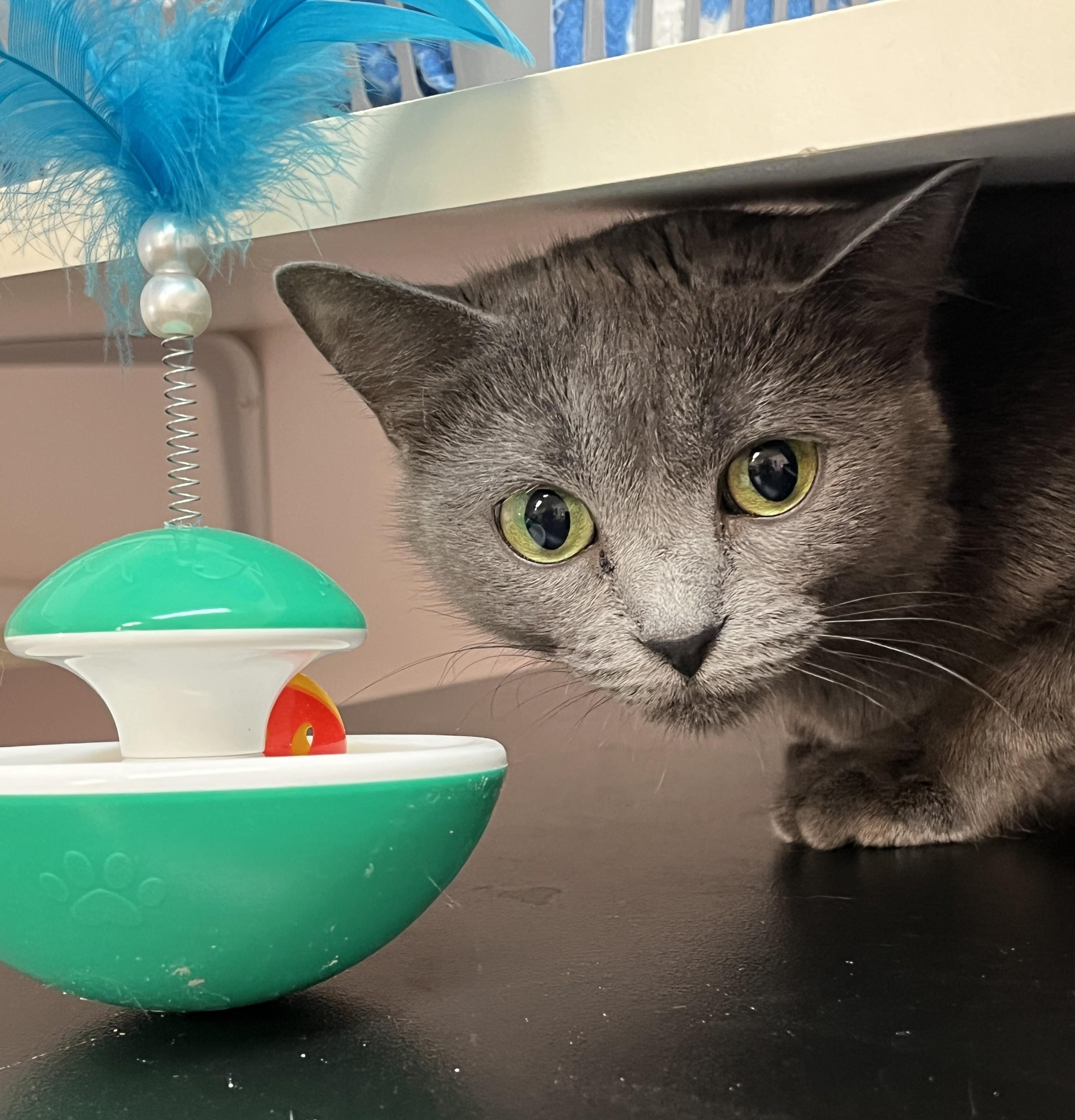 Enlarge POOKIE (CR/SC), a Adoptable mixed breed in Sainte-Angele-de-Monnoir, QC image 2/6