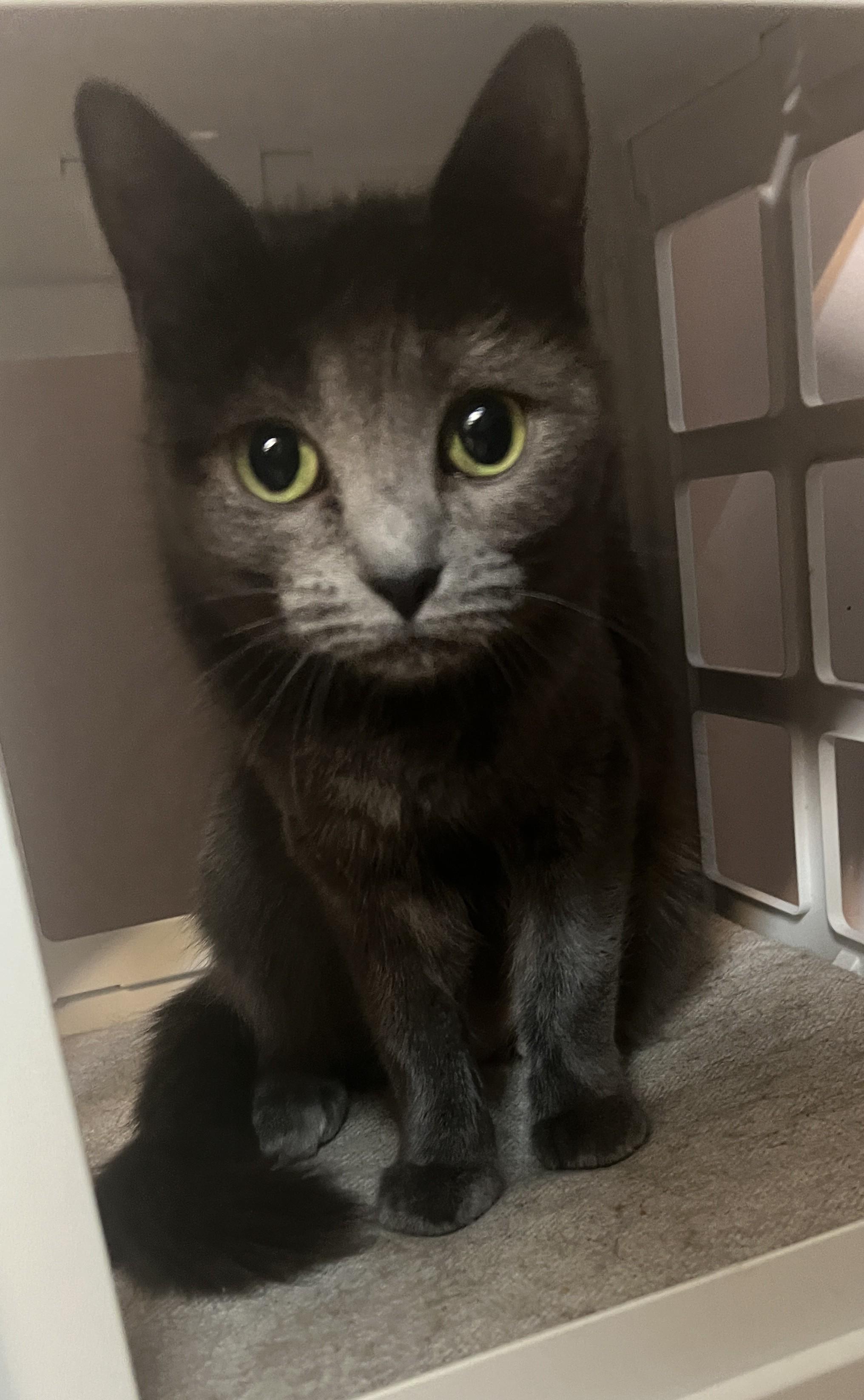 Enlarge POOKIE (CR/SC), a Adoptable mixed breed in Sainte-Angele-de-Monnoir, QC image 4/6