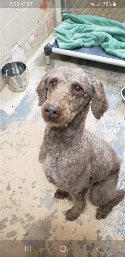 Enlarge Zinky, a Adoptable mixed breed in West Memphis, AR image 1/3