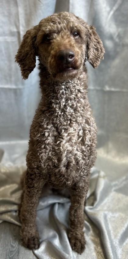 Enlarge Zinky, a Adoptable mixed breed in West Memphis, AR image 3/3