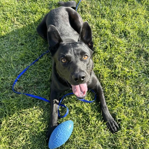 Enlarge Walker, a Adoptable mixed breed in Dublin, CA image 1/5