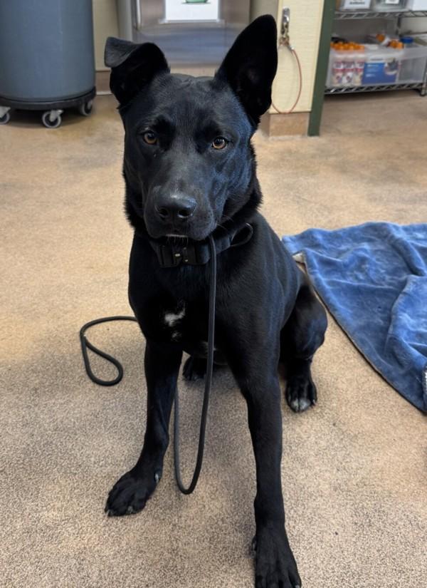 Enlarge Walker, a Adoptable mixed breed in Dublin, CA image 2/5