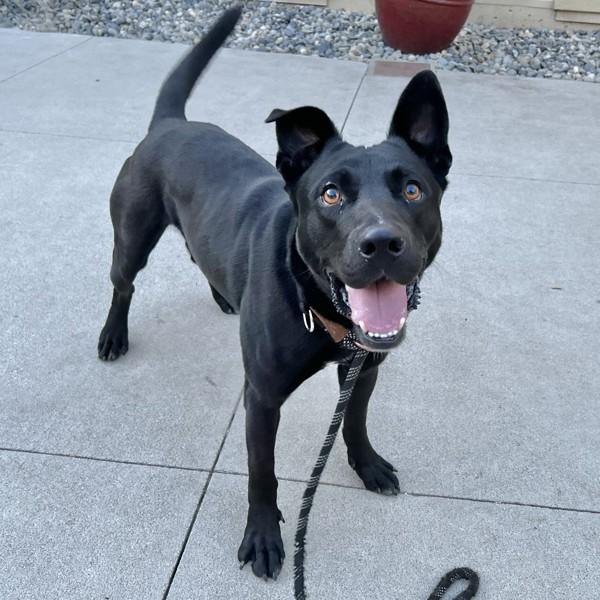 Enlarge Walker, a Adoptable mixed breed in Dublin, CA image 3/5