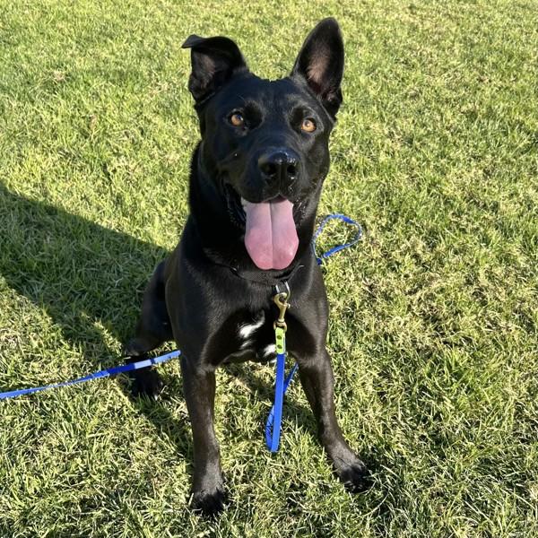 Enlarge Walker, a Adoptable mixed breed in Dublin, CA image 4/5
