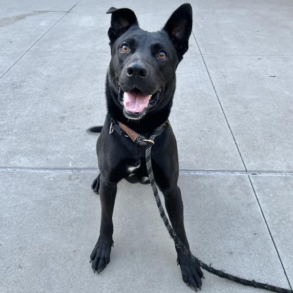 Enlarge Walker, a Adoptable mixed breed in Dublin, CA image 5/5