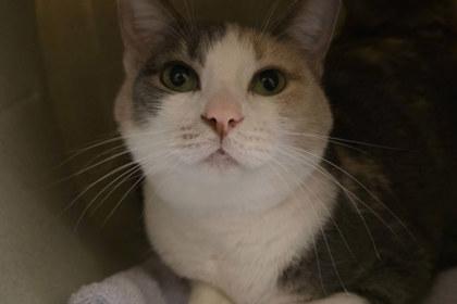 Enlarge Lola, a Adoptable mixed breed in Kansas City, MO image 1/3