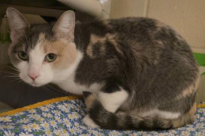 Enlarge Lola, a Adoptable mixed breed in Kansas City, MO image 2/3