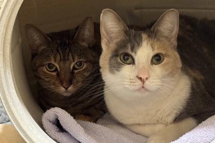 Enlarge Lola, a Adoptable mixed breed in Kansas City, MO image 3/3