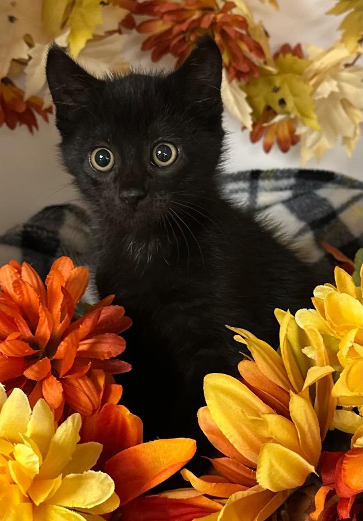 Enlarge 10/12/25 - Spider, a Adopted mixed breed in Stillwater, OK image 1/1