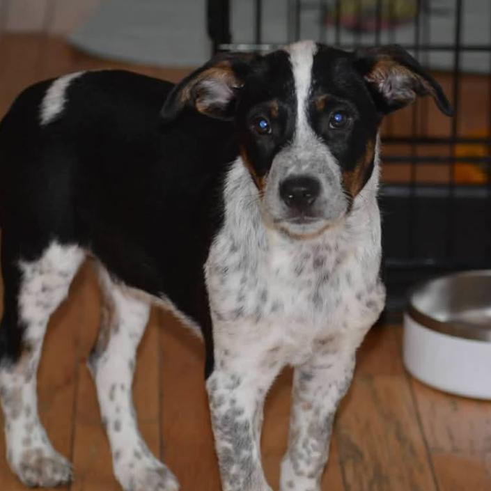 Enlarge Bandit, a Adoptable Mixed Breed in Joliet, IL image 1/5