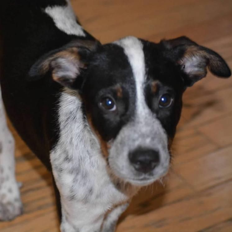 Enlarge Bandit, a Adoptable Mixed Breed in Joliet, IL image 2/5