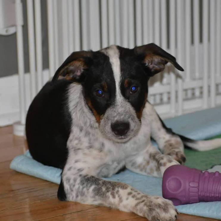 Enlarge Bandit, a Adoptable Mixed Breed in Joliet, IL image 3/5