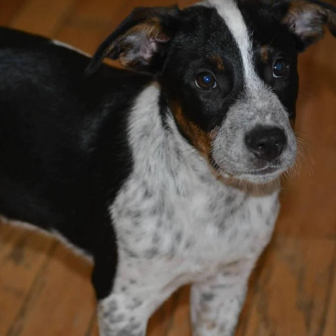Enlarge Bandit, a Adoptable Mixed Breed in Joliet, IL image 4/5