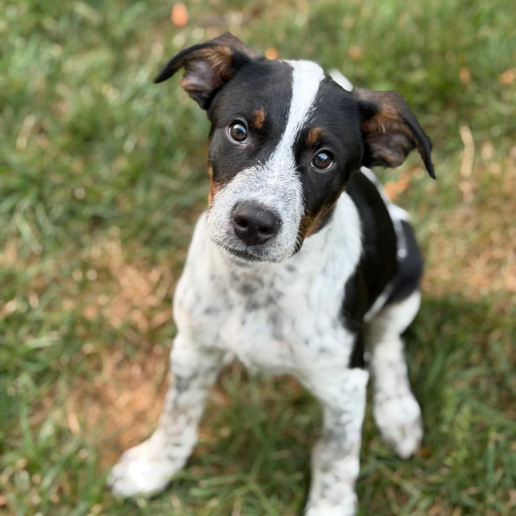 Enlarge Bandit, a Adoptable Mixed Breed in Joliet, IL image 5/5