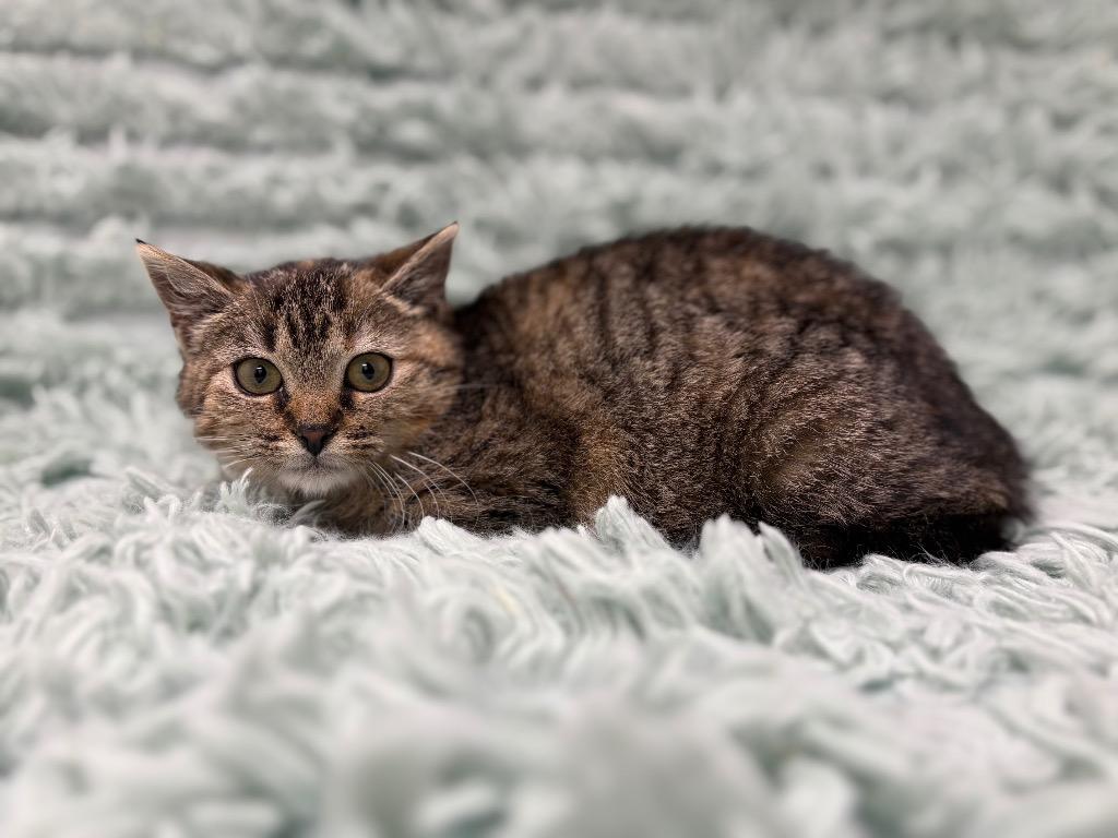 Sweetheart — thumbnail 2