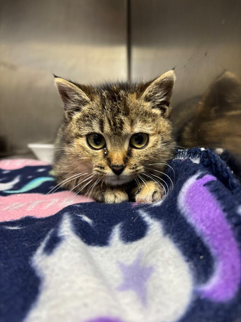 Sweetheart — thumbnail 3