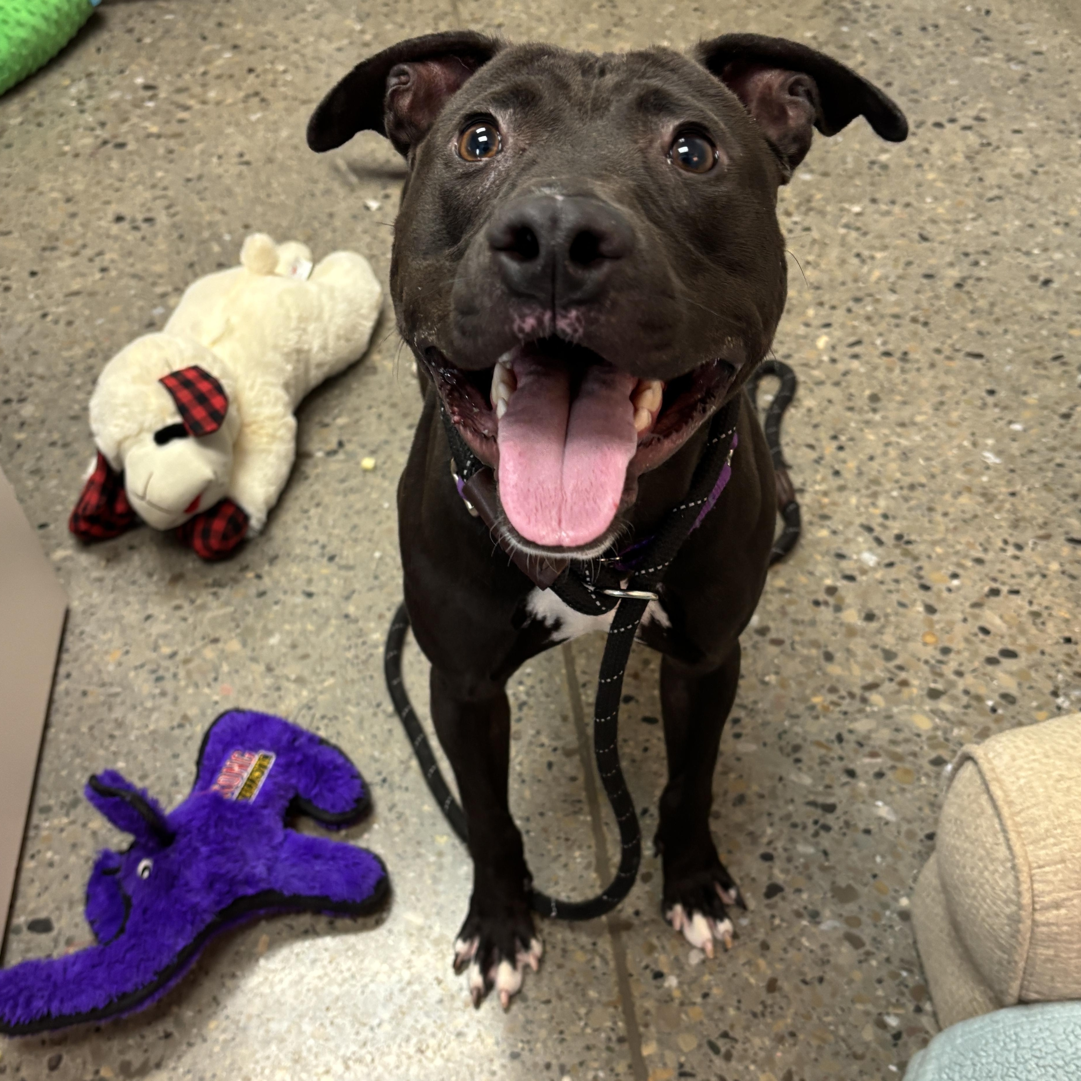 Darbus, Adult Male Pit Bull Terrier