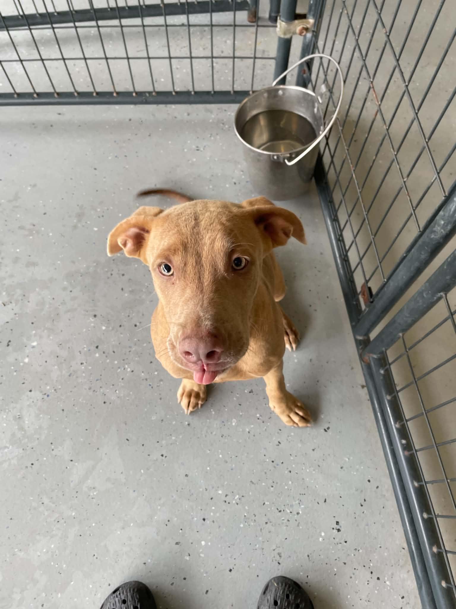 Wheezie, Adoptable, Young Female Labrador Retriever.