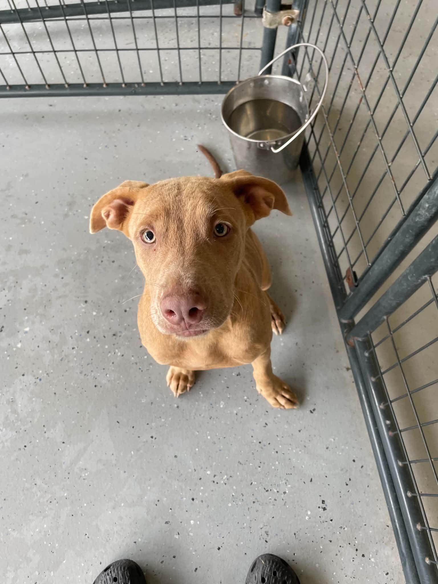 Enlarge Wheezie, a Adoptable mixed breed in Bishopville, SC image 2/2