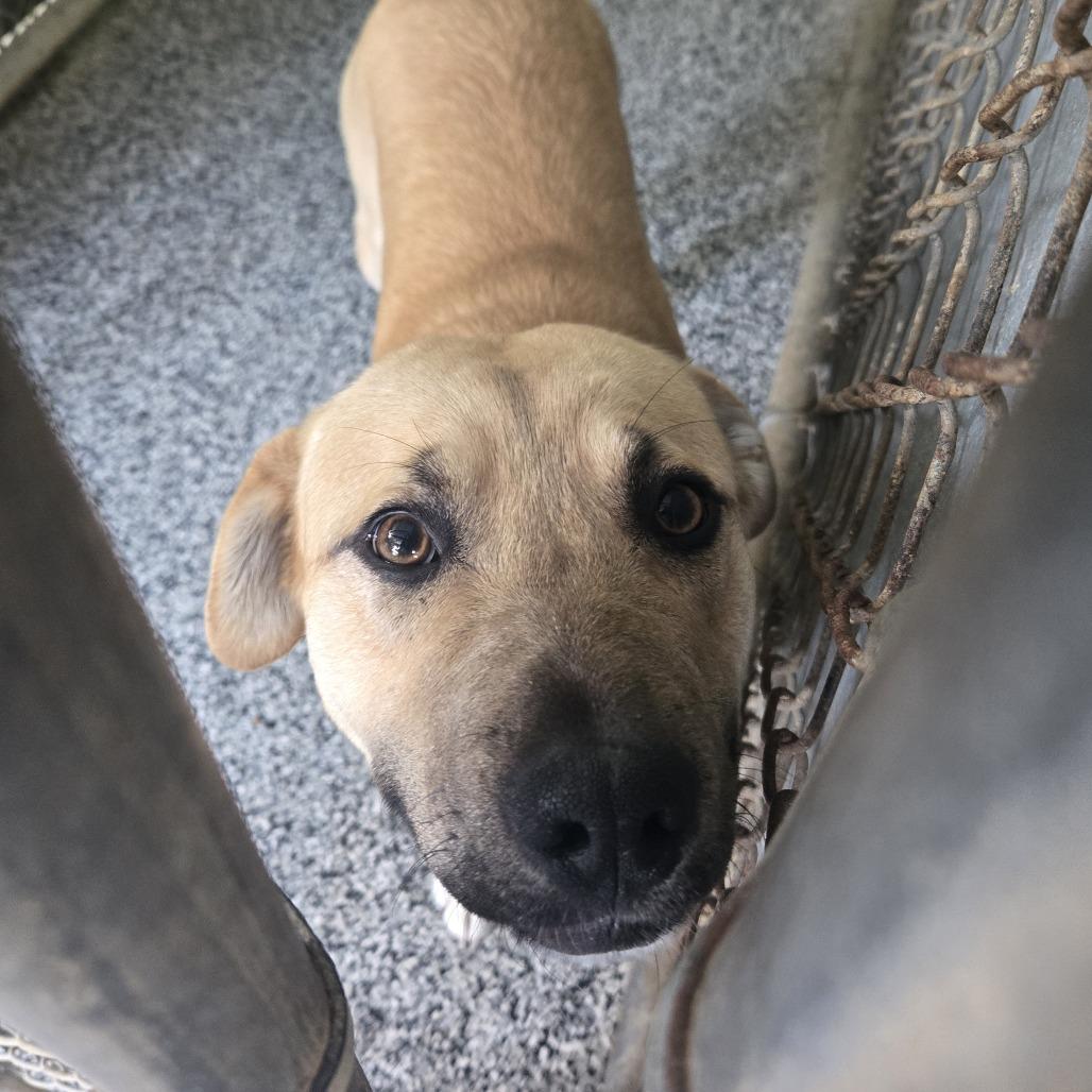 Kevin 26-084, Adoptable, Young Male Australian Shepherd.