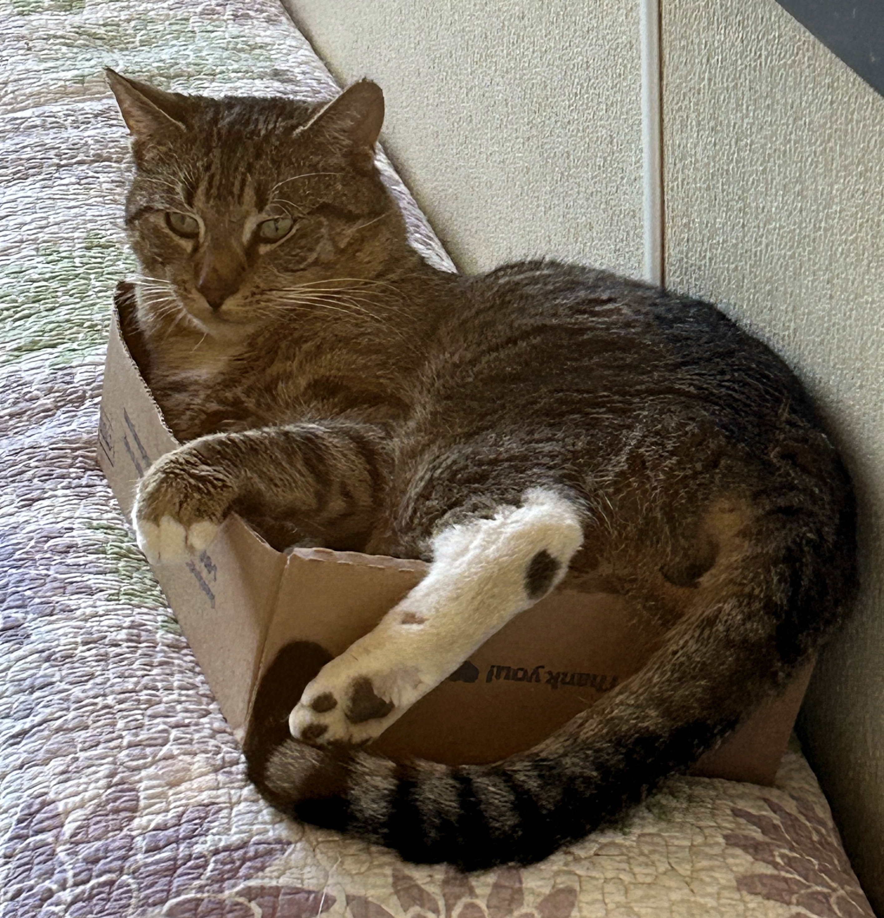 Hank photo 1