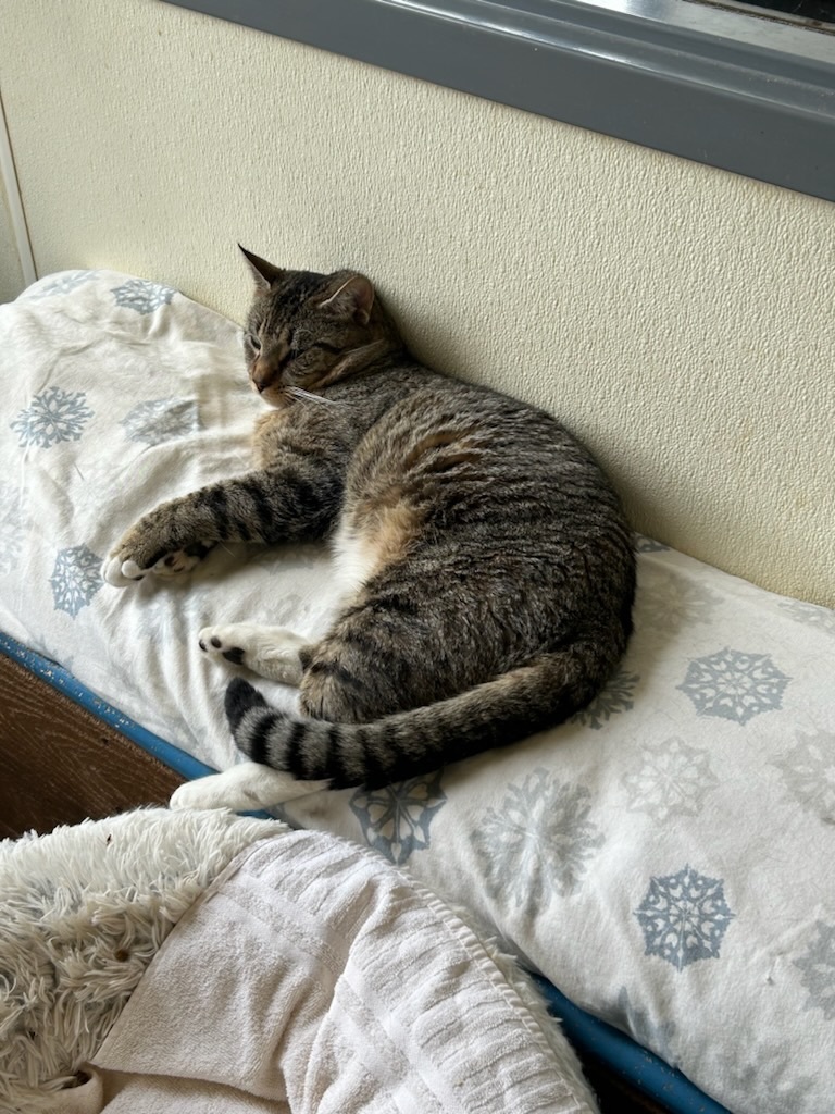 Hank photo 2