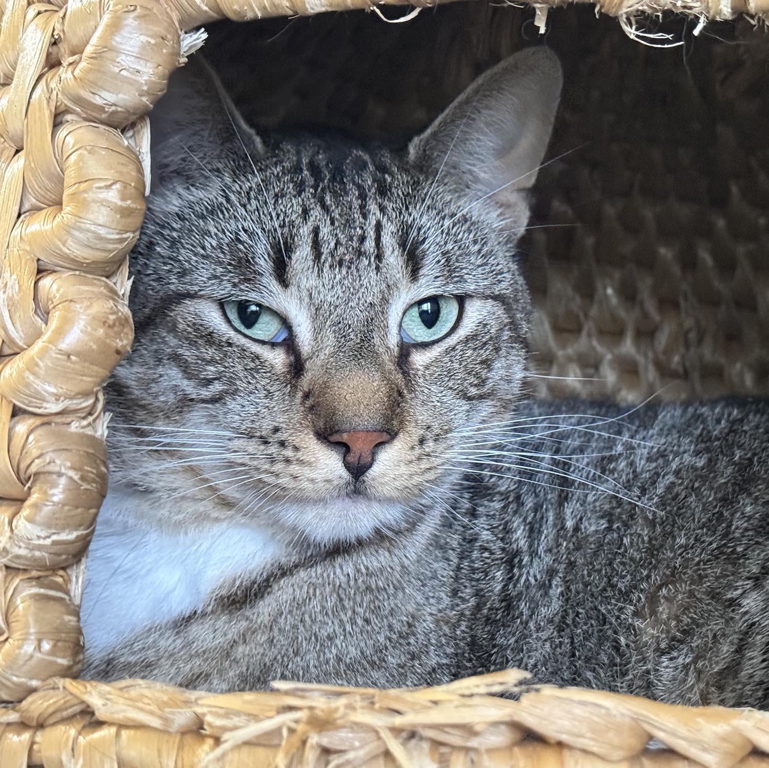 Hank — thumbnail 4