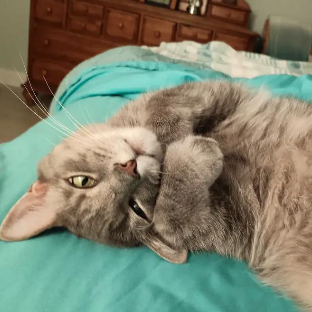 Enlarge Buddy (aka Big Boy Buddy), a Adoptable Domestic Short Hair in Sarasota, FL image 1/4