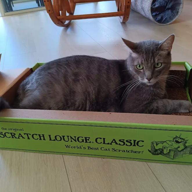 Enlarge Buddy (aka Big Boy Buddy), a Adoptable Domestic Short Hair in Sarasota, FL image 2/4