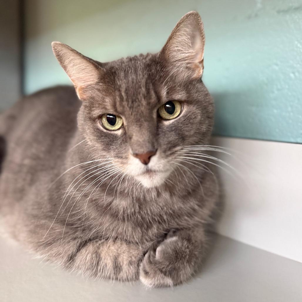 Enlarge Buddy (aka Big Boy Buddy), a Adoptable Domestic Short Hair in Sarasota, FL image 3/5