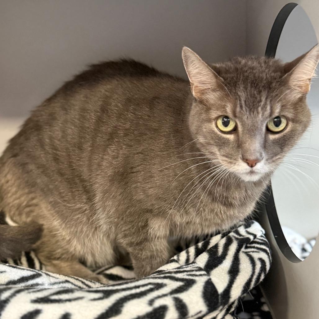 Enlarge Buddy (aka Big Boy Buddy), a Adoptable Domestic Short Hair in Sarasota, FL image 3/4