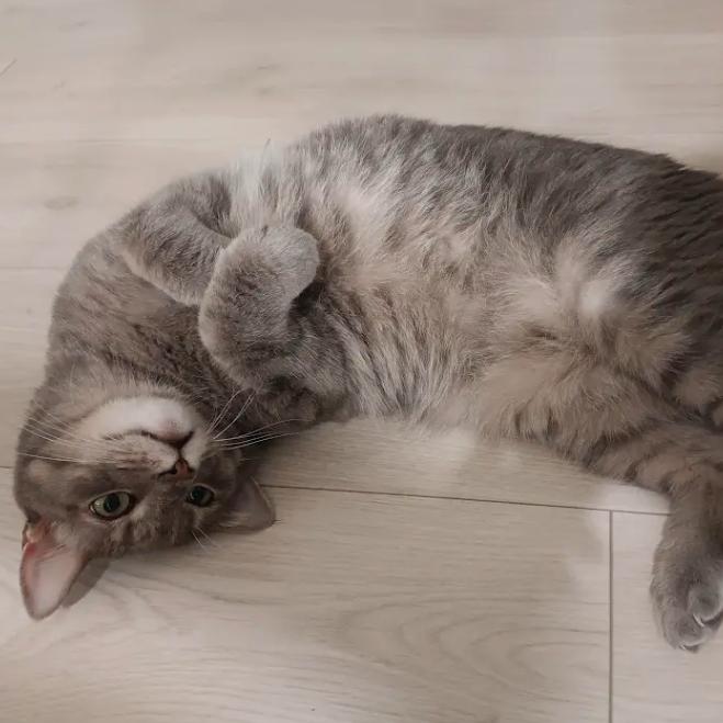 Enlarge Buddy (aka Big Boy Buddy), a Adoptable Domestic Short Hair in Sarasota, FL image 4/4