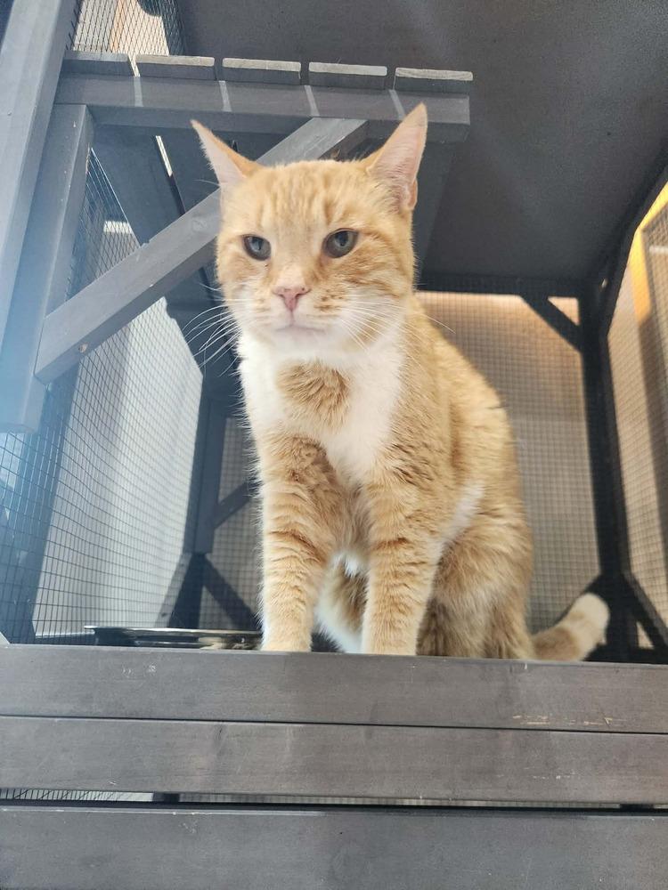 Rusty, Adoptable, Adult Male Domestic Short Hair & Domestic Short Hair.