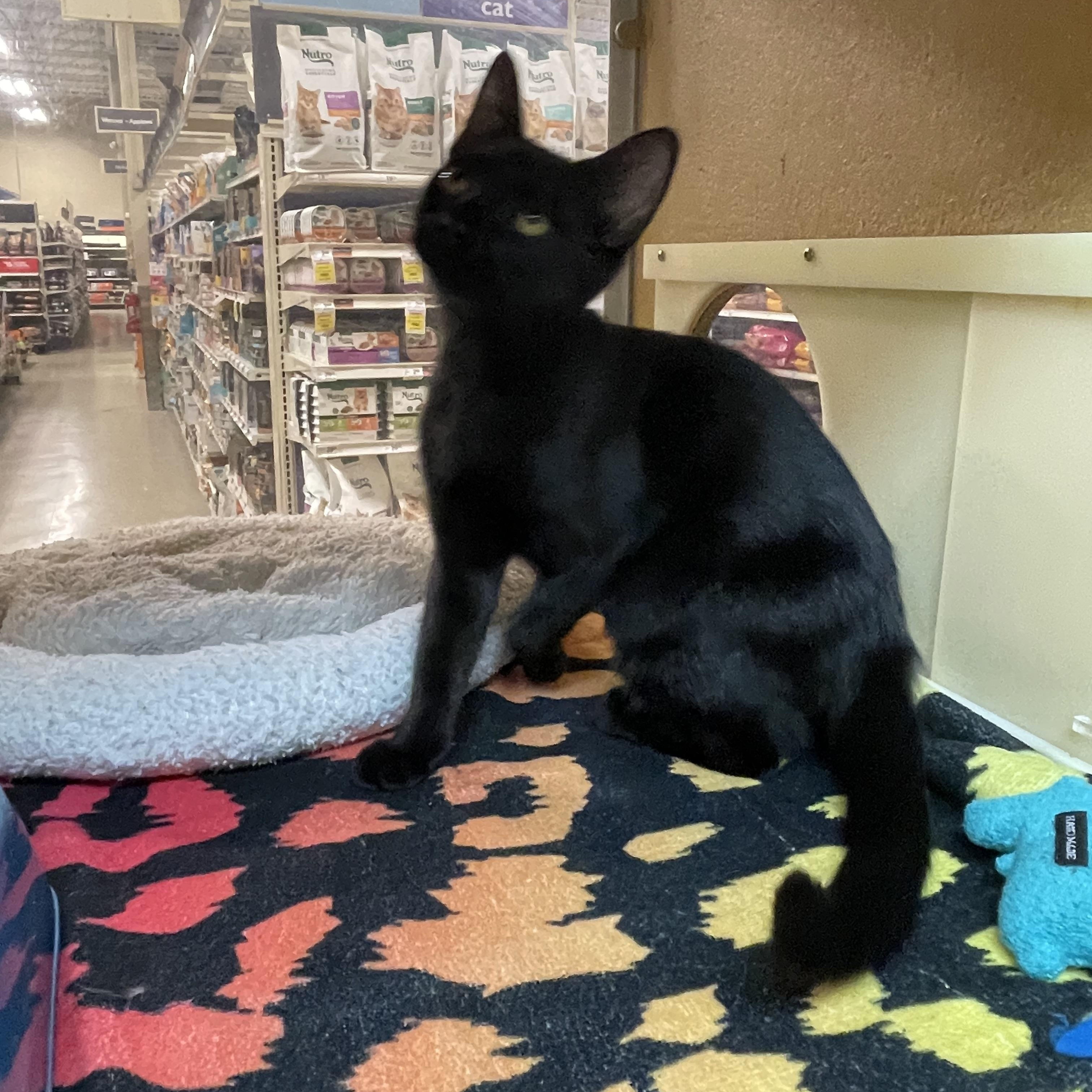 Merriweather, ADOPTABLE, Kitten Female Domestic Short Hair.