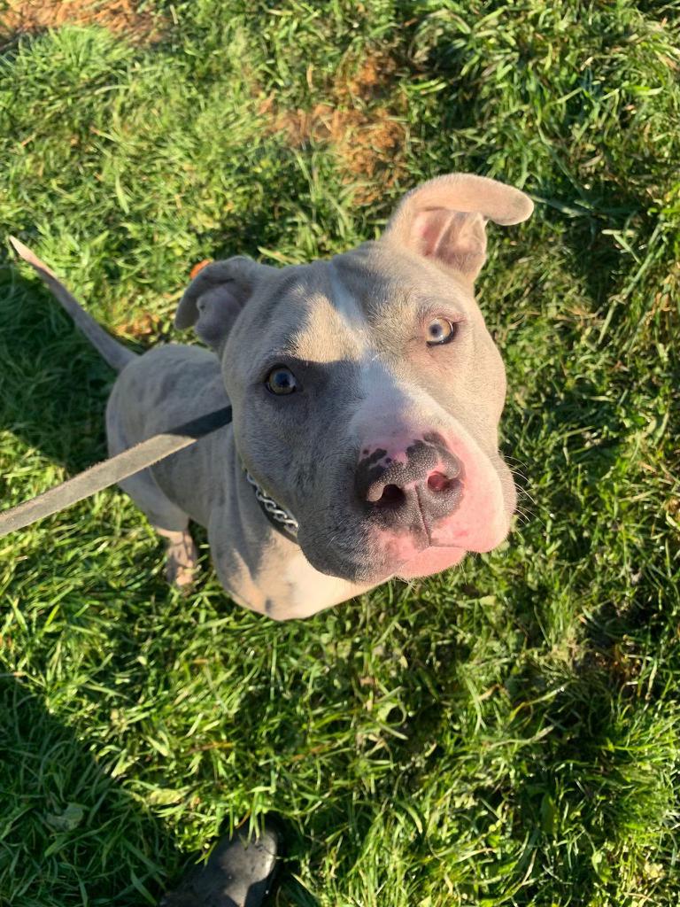 Loki, Adult Male American Bully