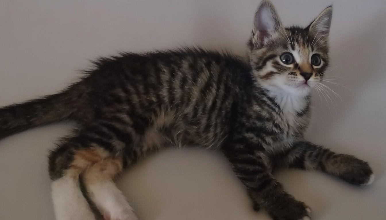 Enlarge Emma  (short Hair)  and Gemma, a ADOPTABLE Domestic Short Hair in Houston, TX image 2/3