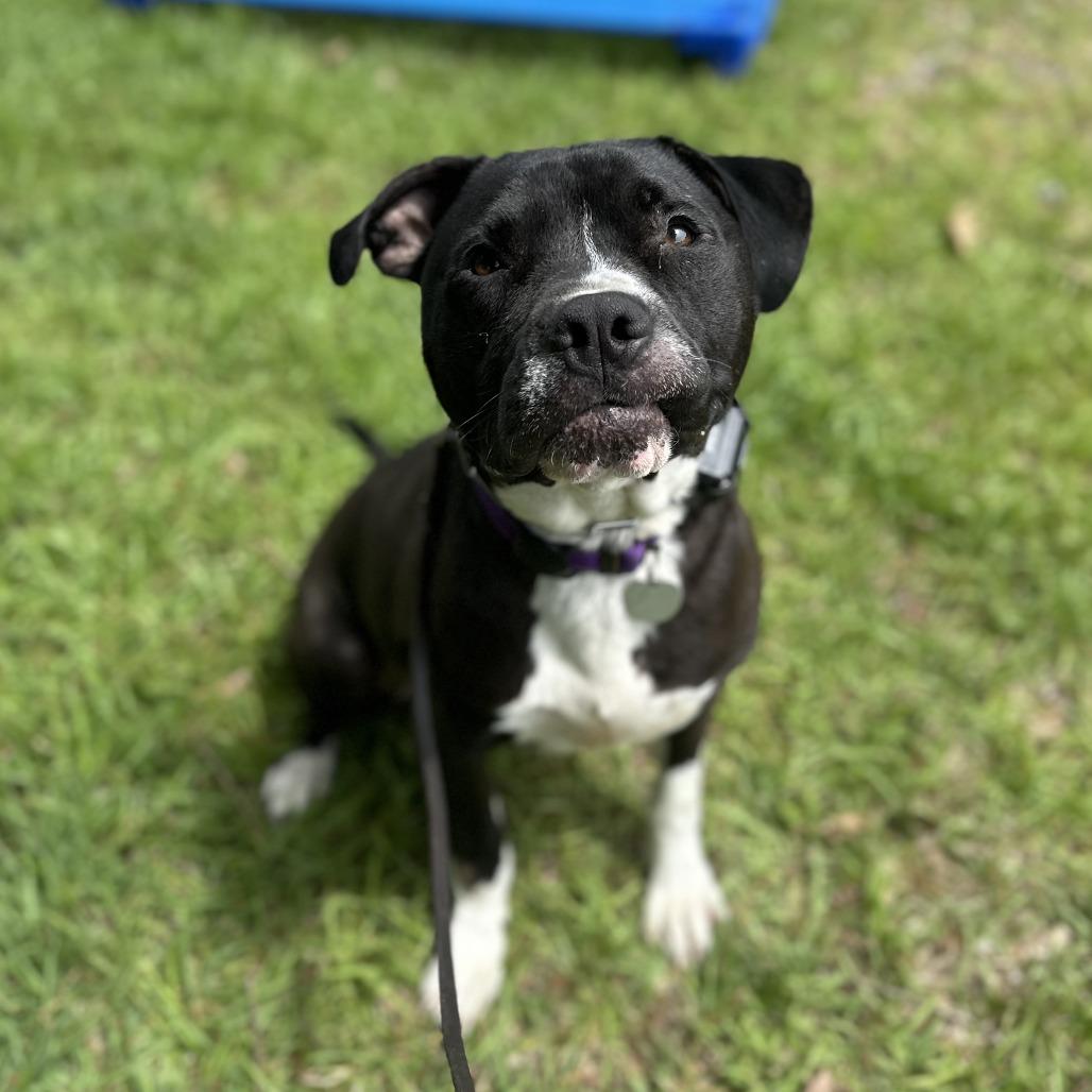 Durham, Adoptable, Adult Male Mixed Breed.