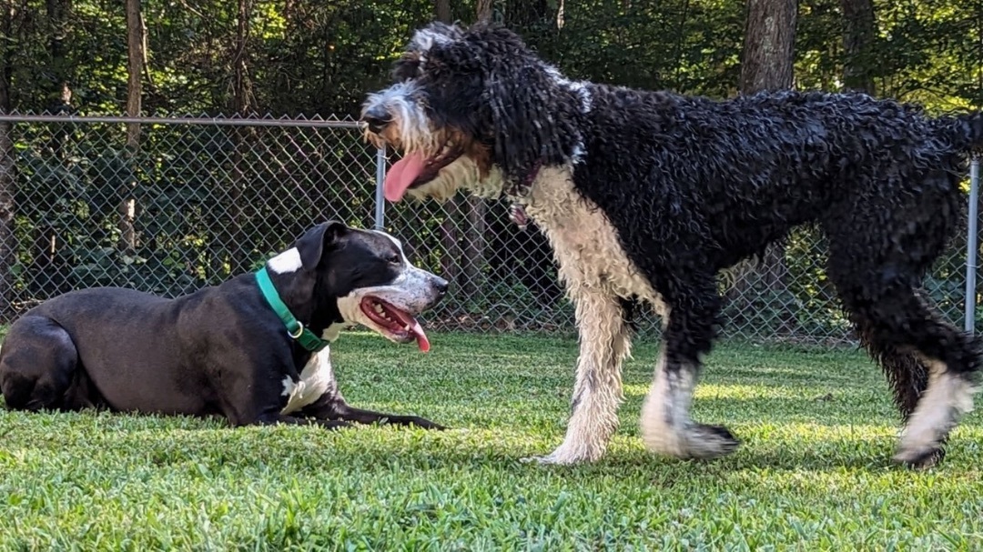 Enlarge Cooper, a Adopted mixed breed in Lake Wylie, SC image 1/5