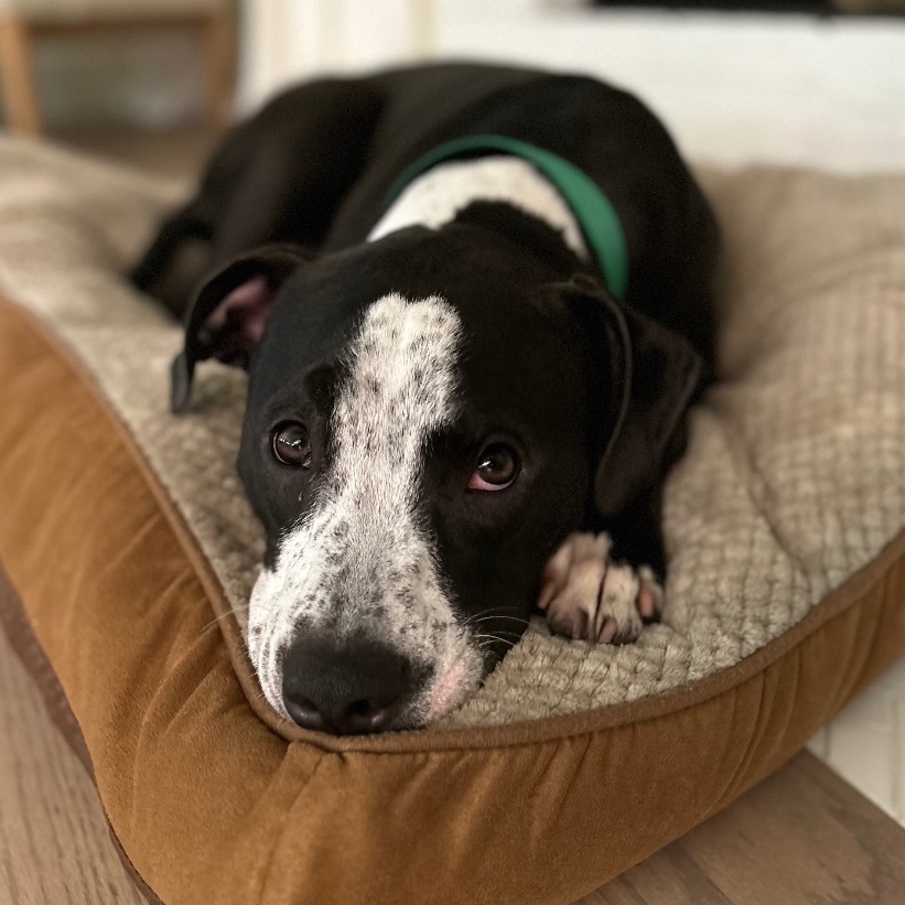 Enlarge Cooper, a Adopted mixed breed in Lake Wylie, SC image 2/5