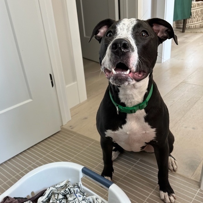 Enlarge Cooper, a Adopted mixed breed in Lake Wylie, SC image 3/5