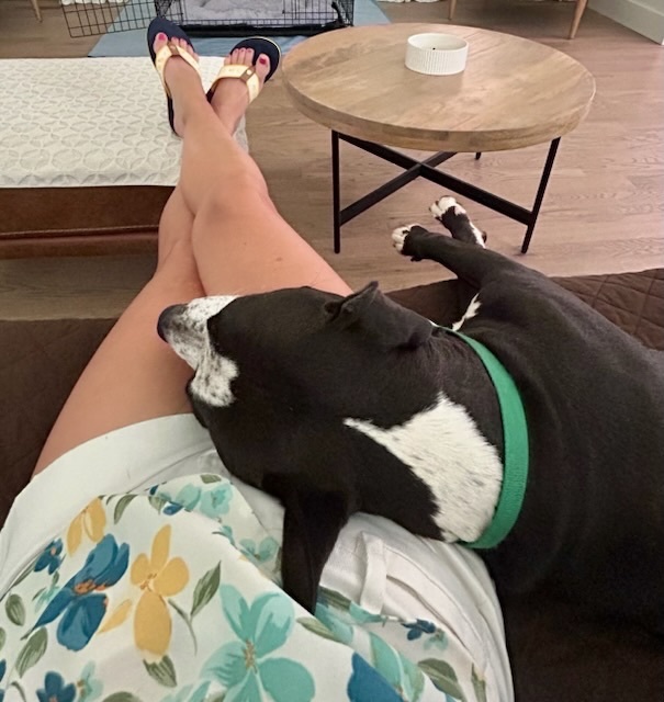 Enlarge Cooper, a Adopted mixed breed in Lake Wylie, SC image 4/5