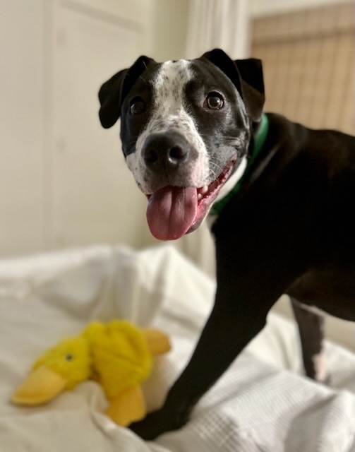 Enlarge Cooper, a Adopted mixed breed in Lake Wylie, SC image 5/5