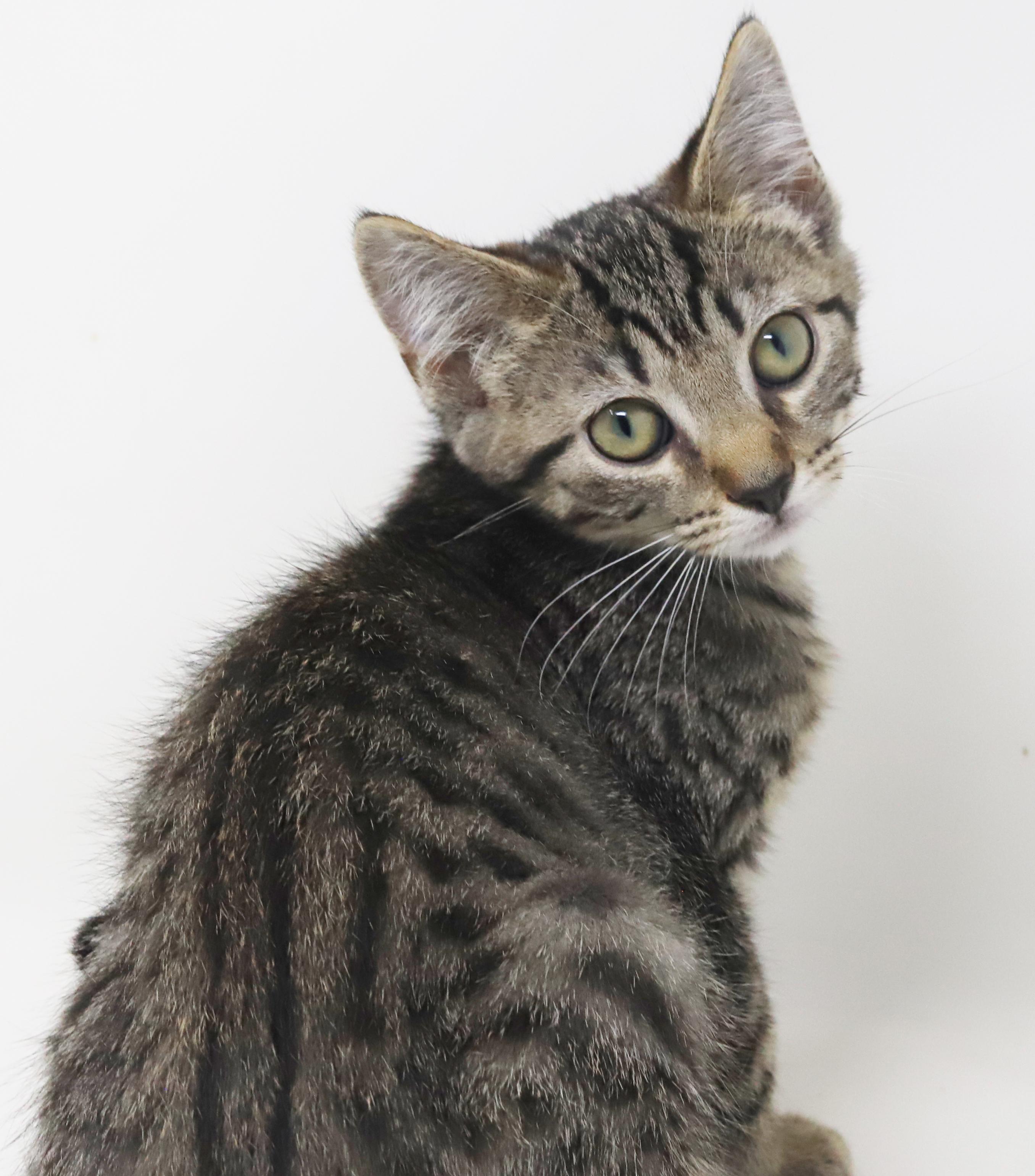 August is a polka dotted bellied snuggle bug! more photos coming Bengal Cat