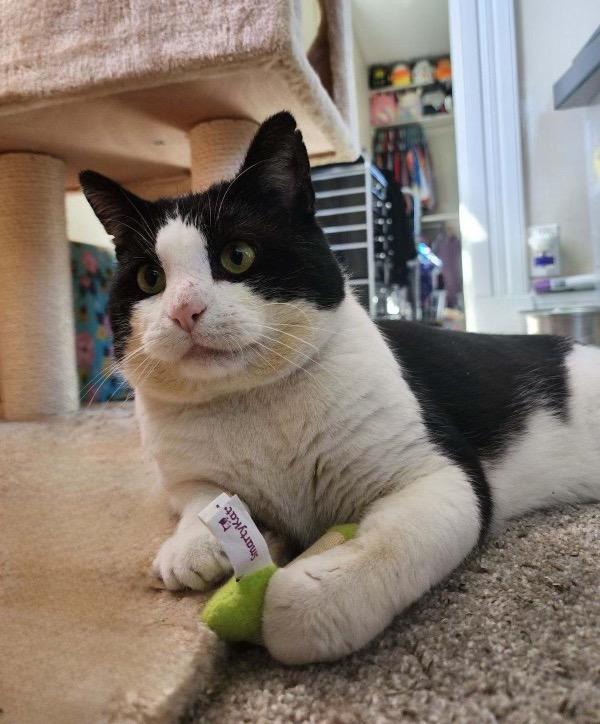 Enlarge Phasma, a Adoptable Domestic Short Hair in Cincinnati, OH image 1/5