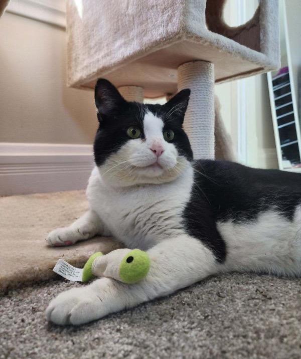 Enlarge Phasma, a Adoptable Domestic Short Hair in Cincinnati, OH image 2/5