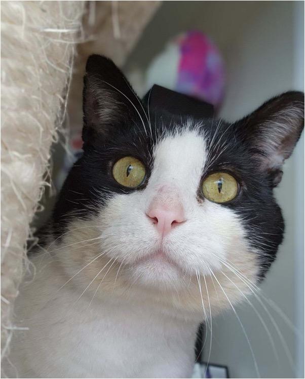 Enlarge Phasma, a Adoptable Domestic Short Hair in Cincinnati, OH image 3/5